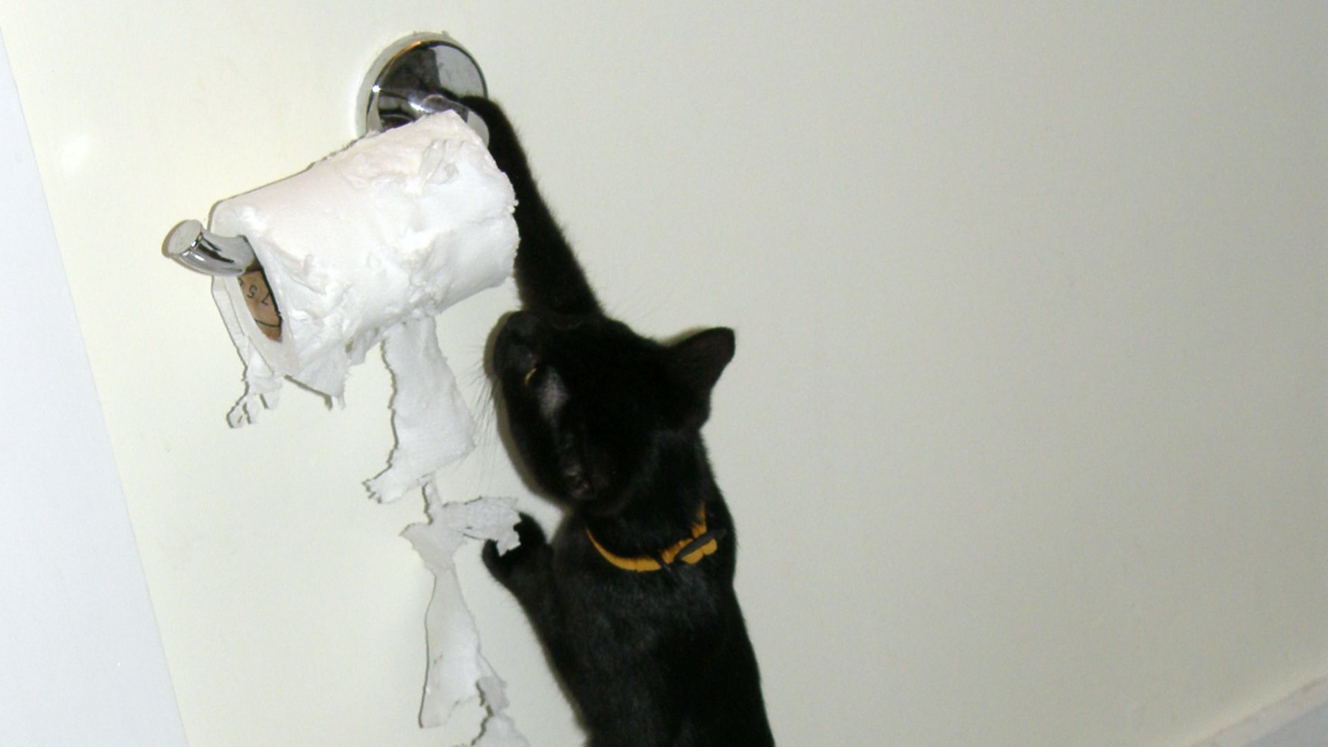 File:Cats attacking toilet paper.jpg