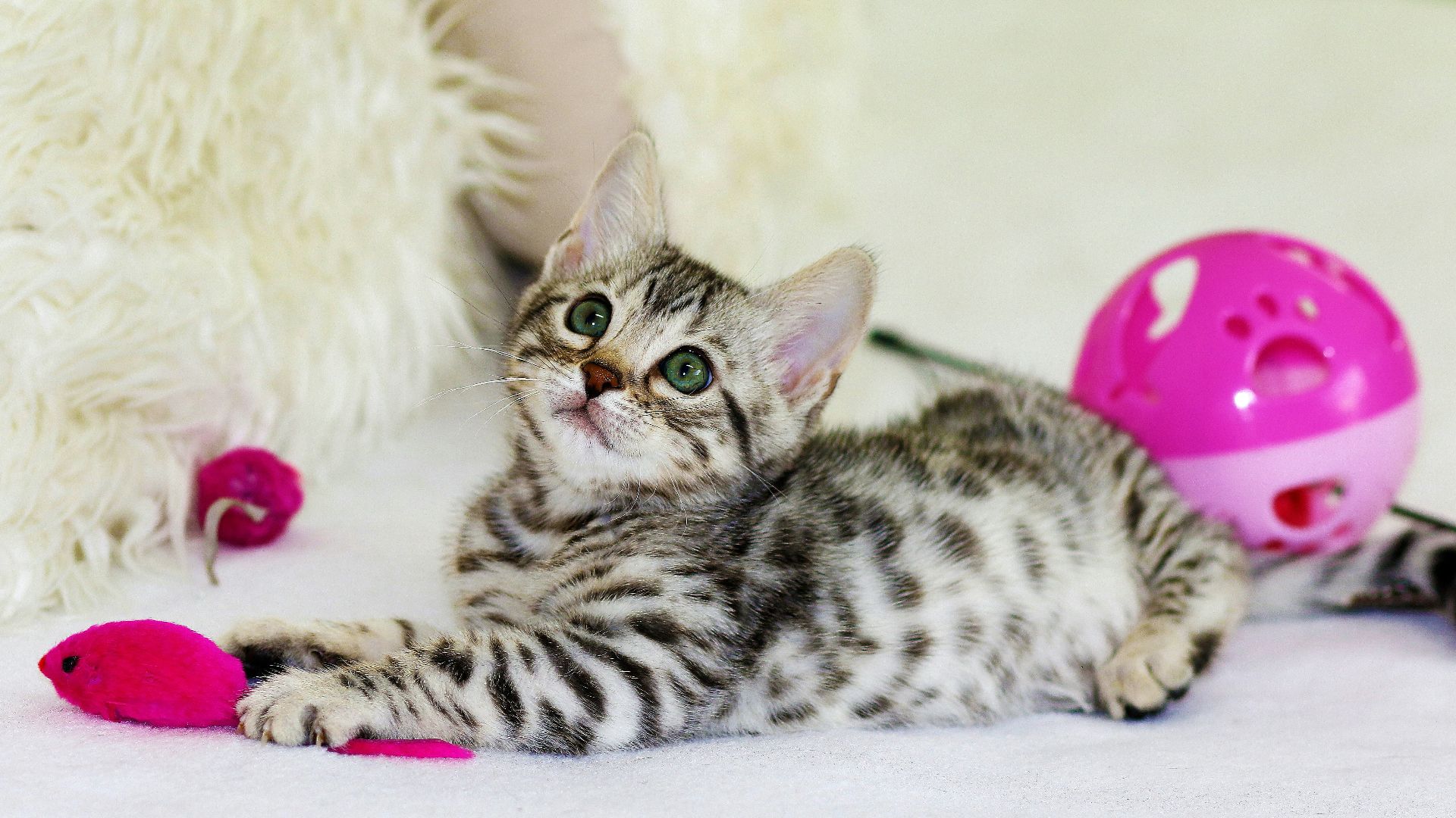 gray kitten sitting on floor
