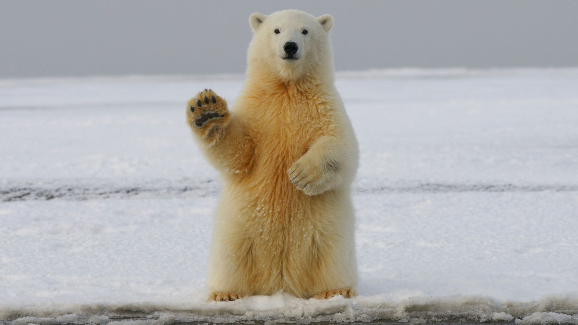 polar bear on snow covered ground during daytime
