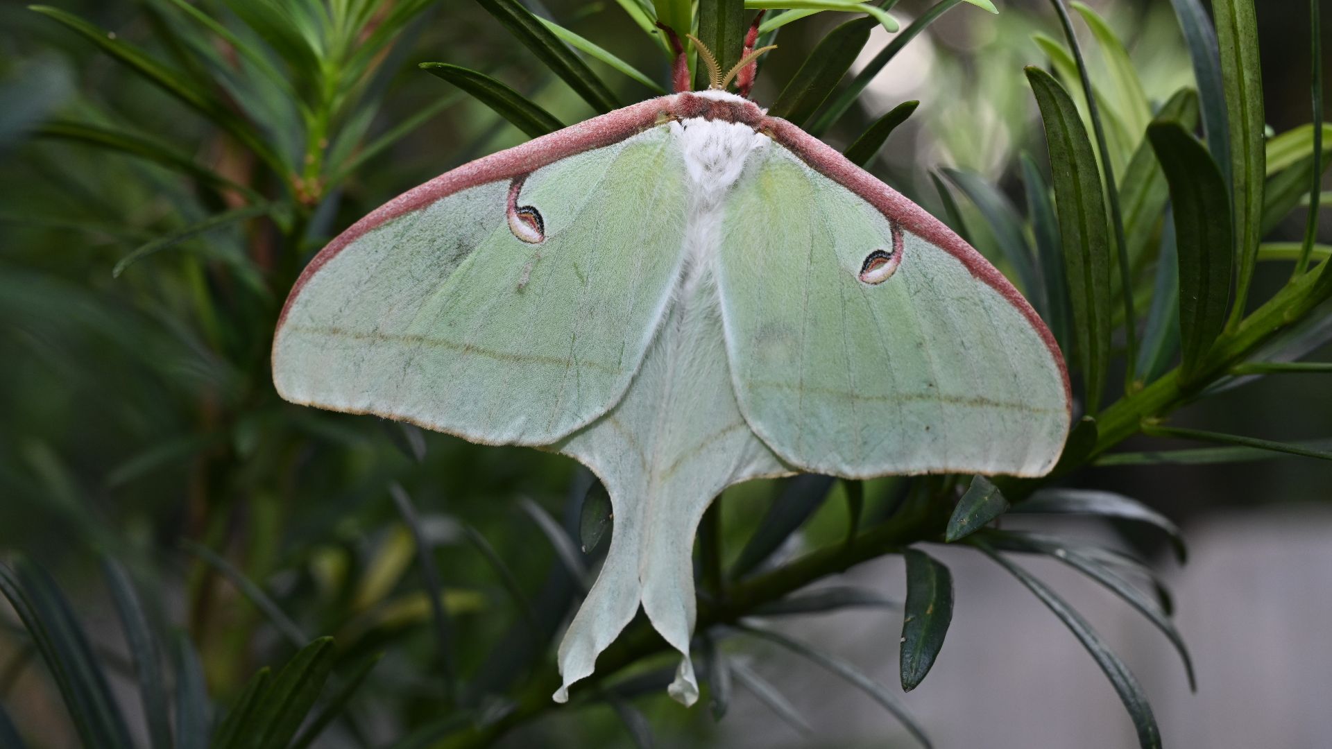 File:Luna moth (Actias luna) in Leon County, Florida.jpg