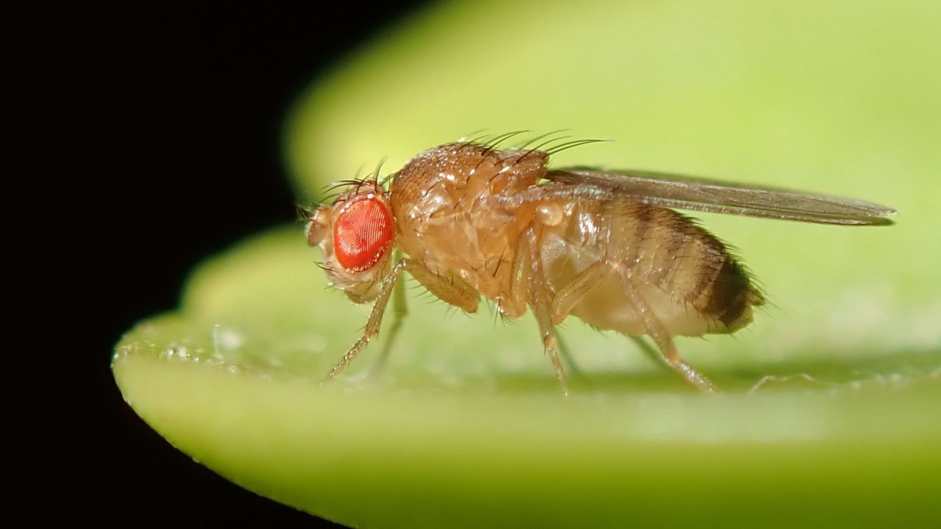 File:Drosophila melanogaster 53362116.jpg