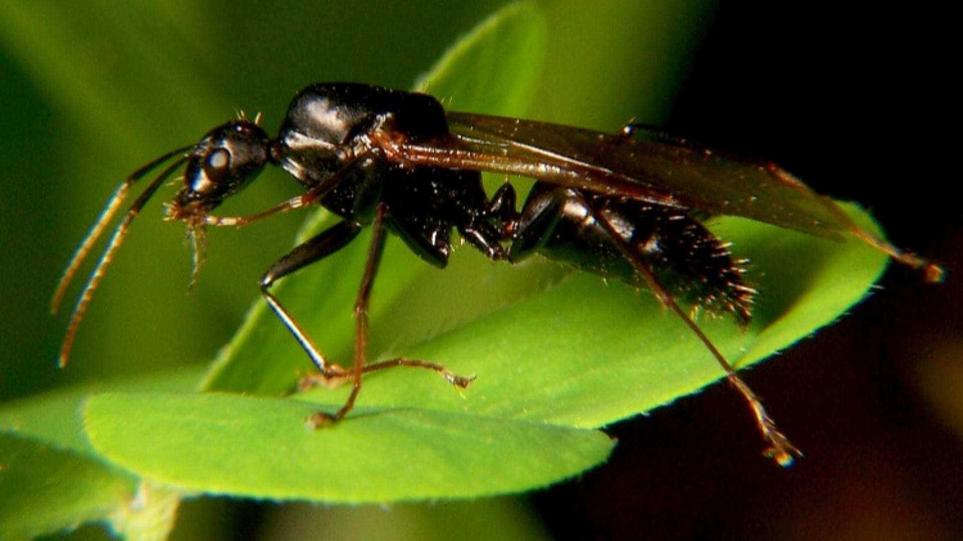 File:Carpenter ant drone wiki.jpg