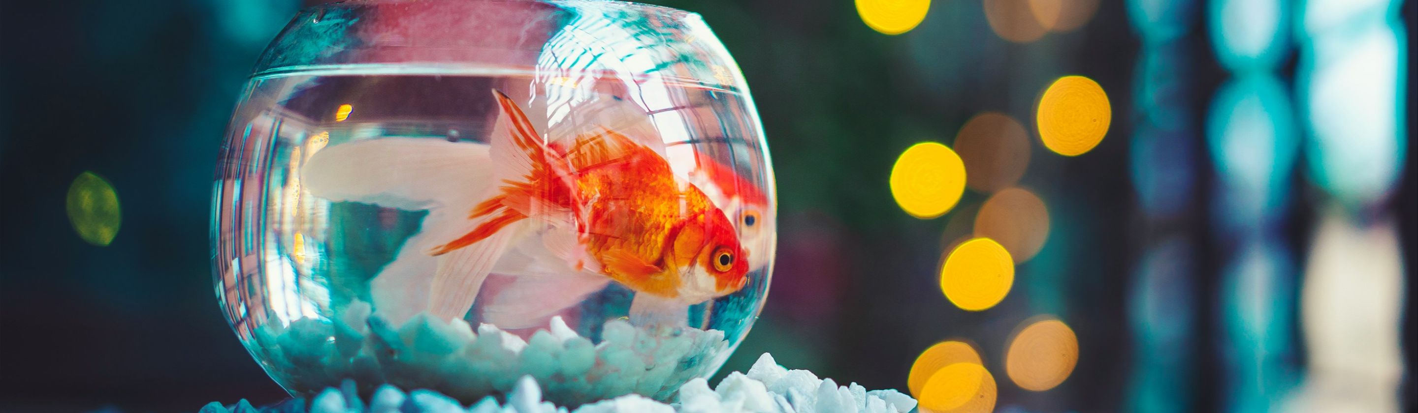 Editorial Transparency