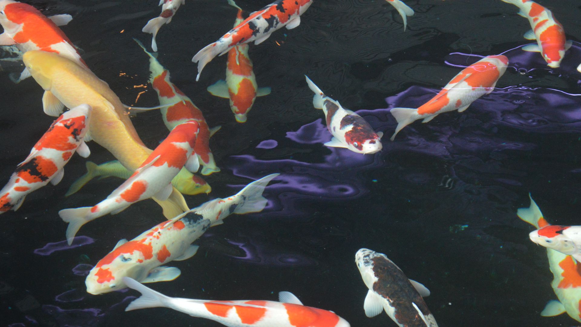 File:Ojiya Nishikigoi no Sato ac (3).jpg