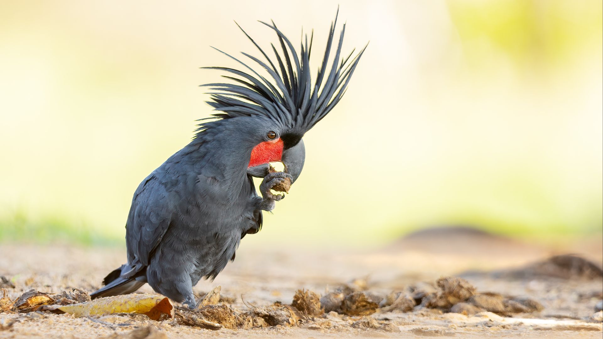 File:Palm Cockatoo 0A2A7769.jpg