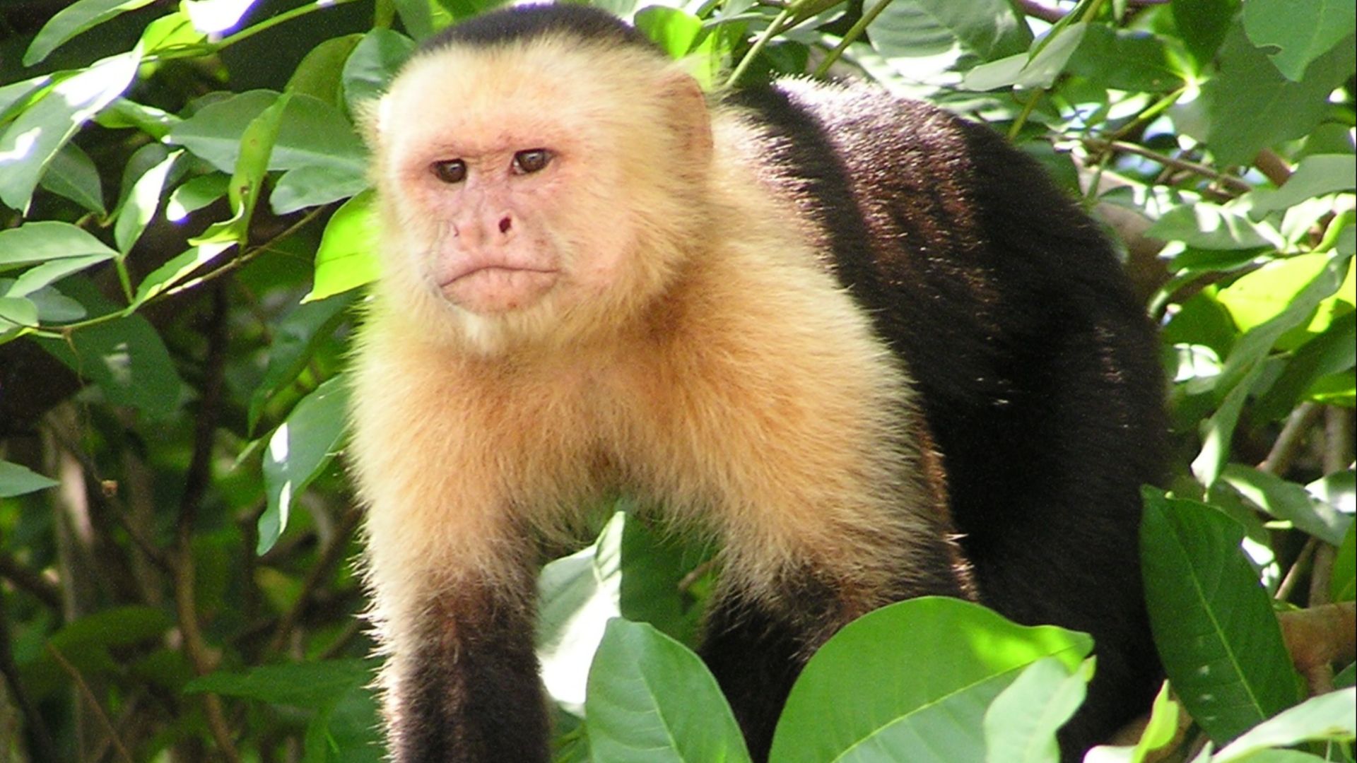 File:Capuchin Costa Rica.jpg