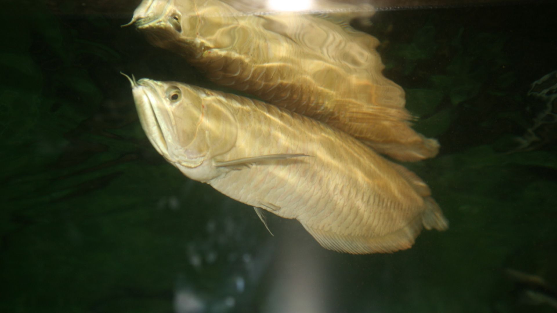 File:Silver Arowana (Osteoglossum bicirrhosum) (3149758540).jpg