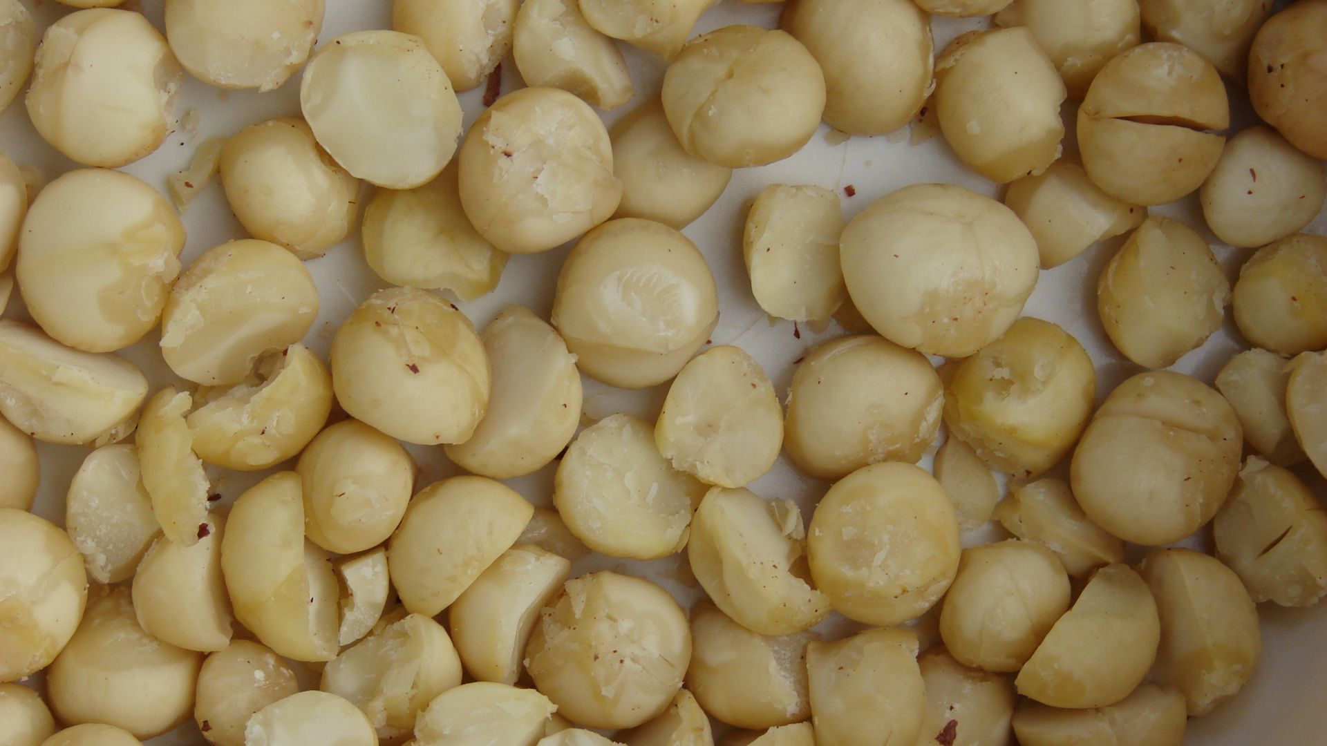 File:Starr-081111-0454-Macadamia integrifolia-nuts-Makawao-Maui (24808809542).jpg