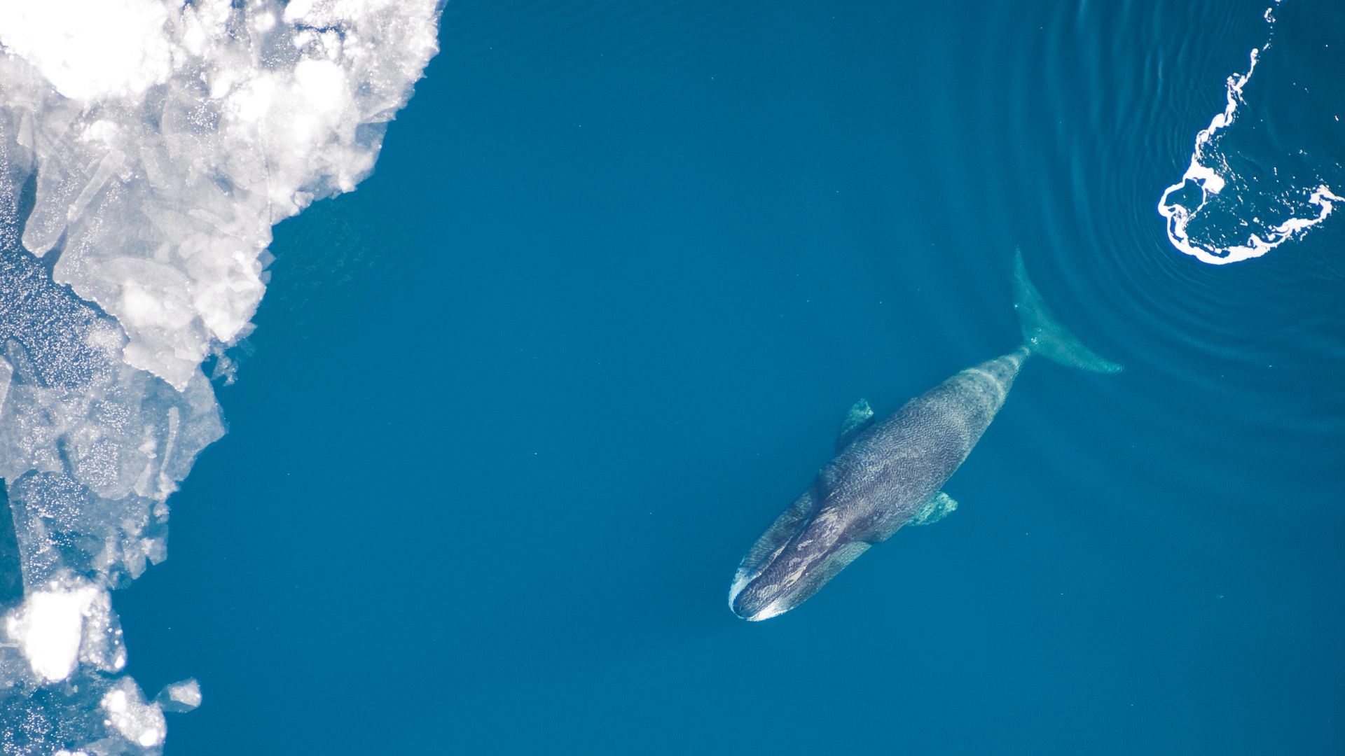File:Bowhead Whale NOAA.jpg
