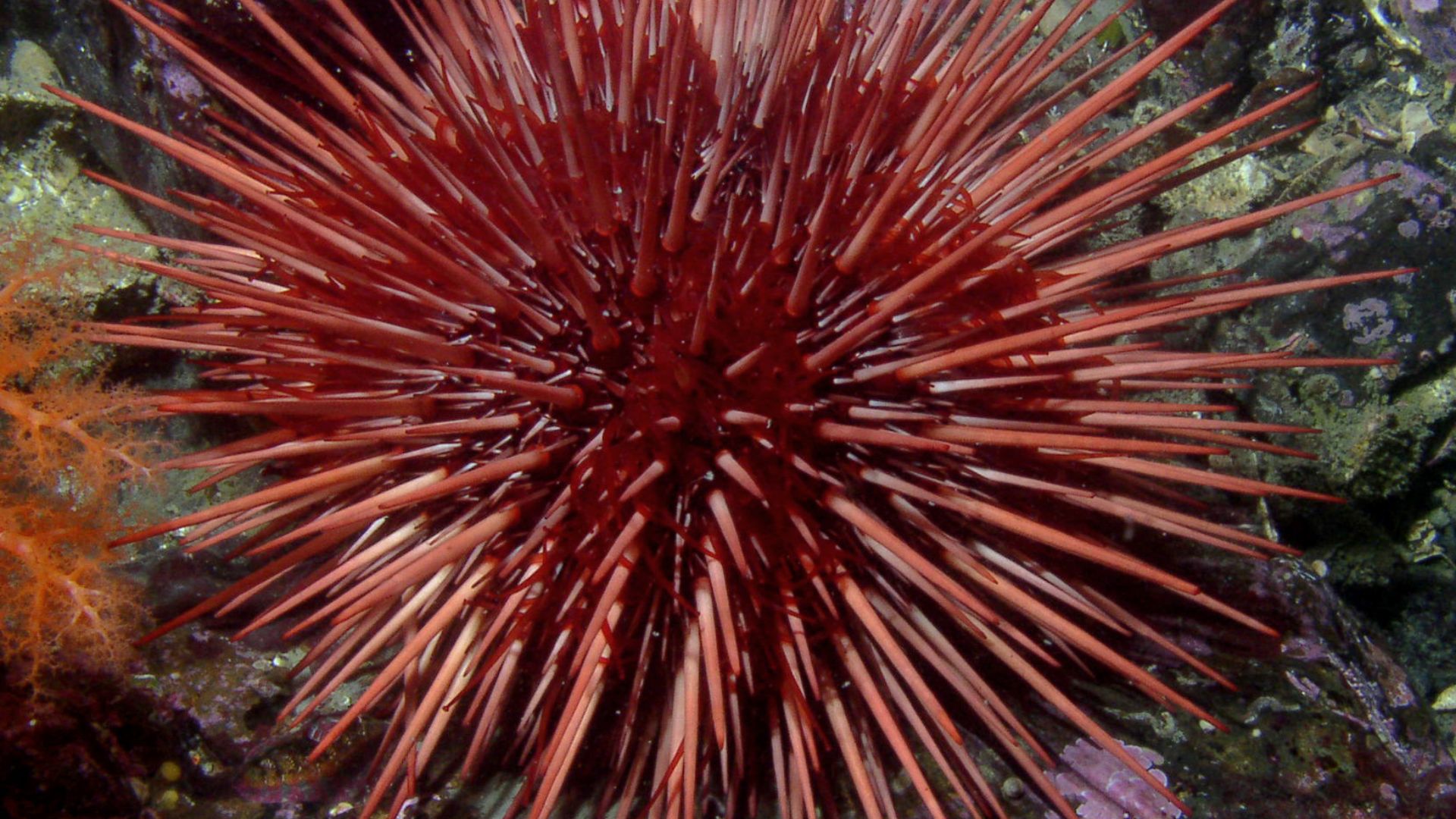 File:Strongylocentrotus franciscanus.jpg