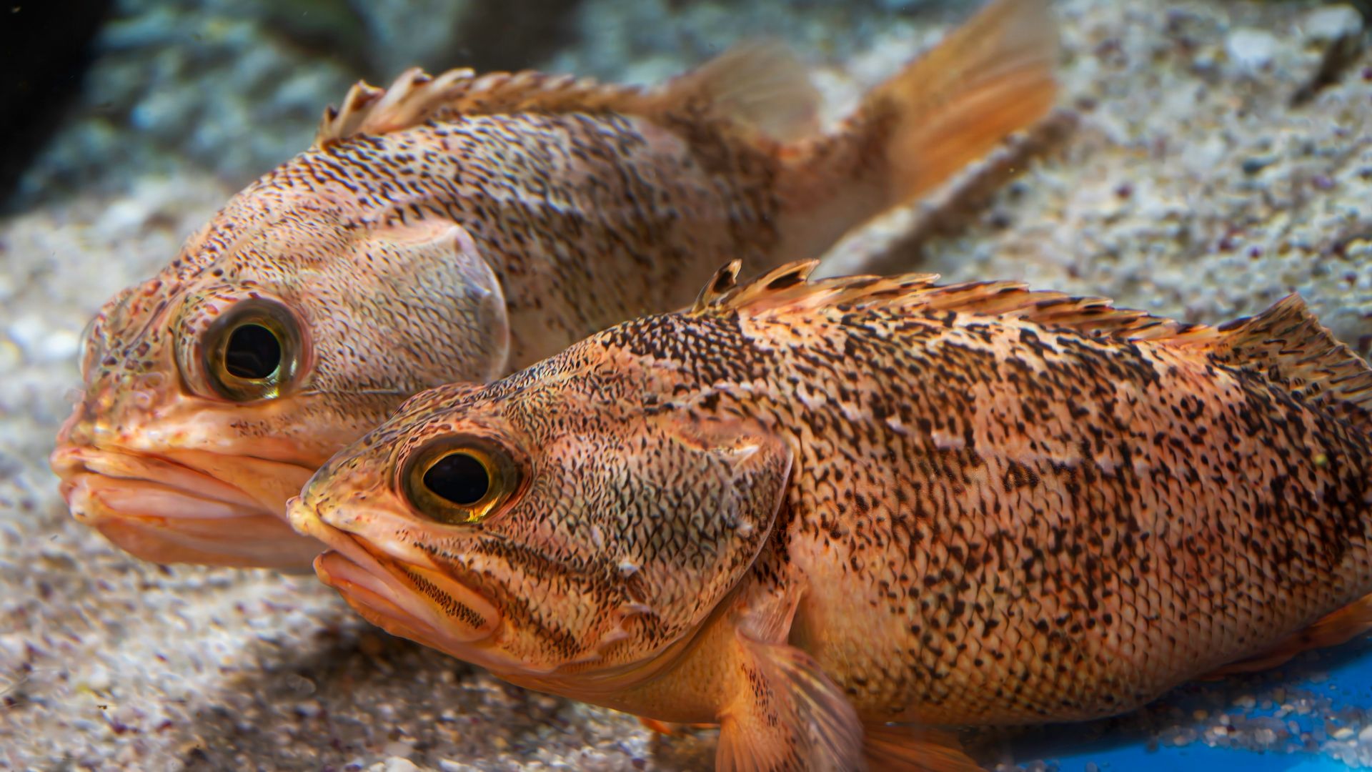 A couple of fish sitting on top of a rock