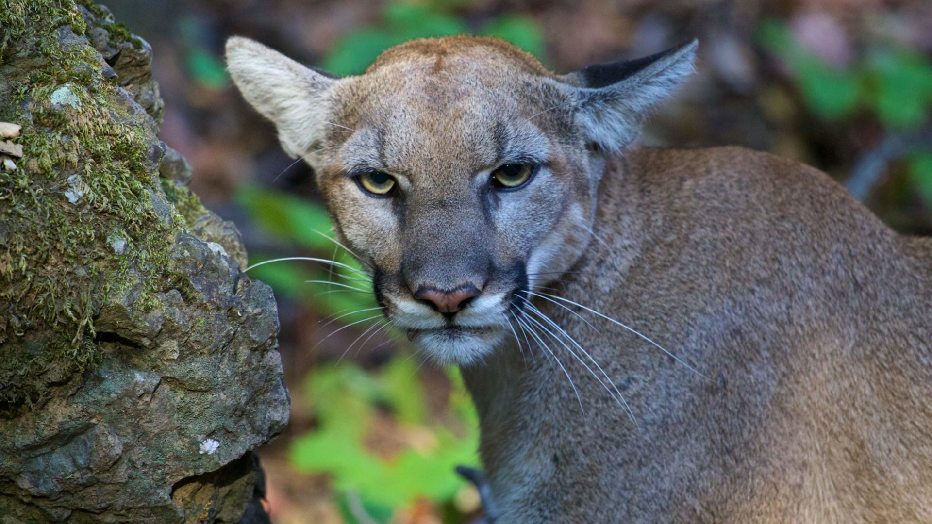 File:Santa Monica Mountain National Recreation Area.jpg