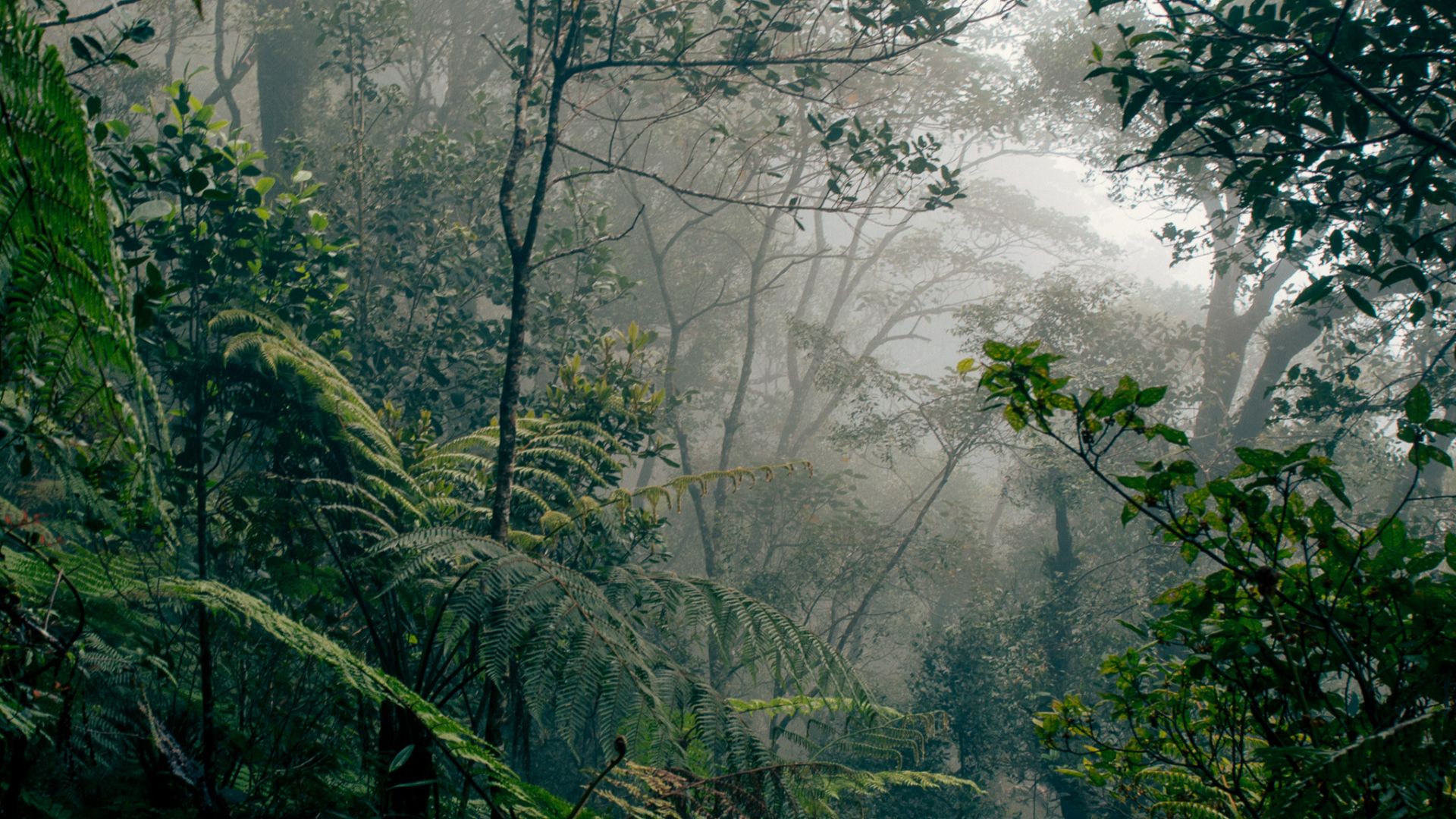 File:Borneo rainforest.jpg