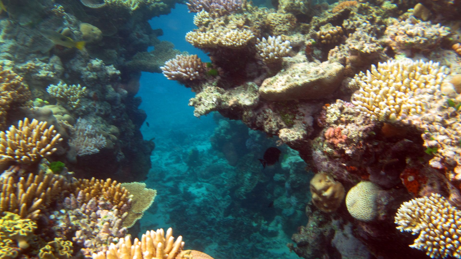 File:Great Barrier Reef 008 (5387514565).jpg