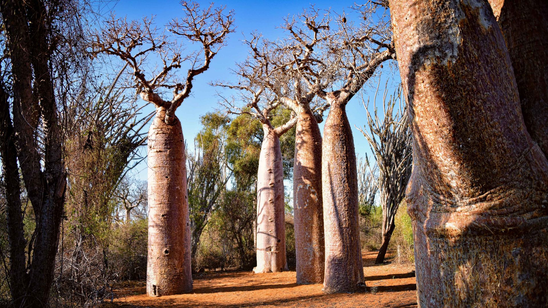 File:Spiny Forest, Madagascar (23985856889).jpg