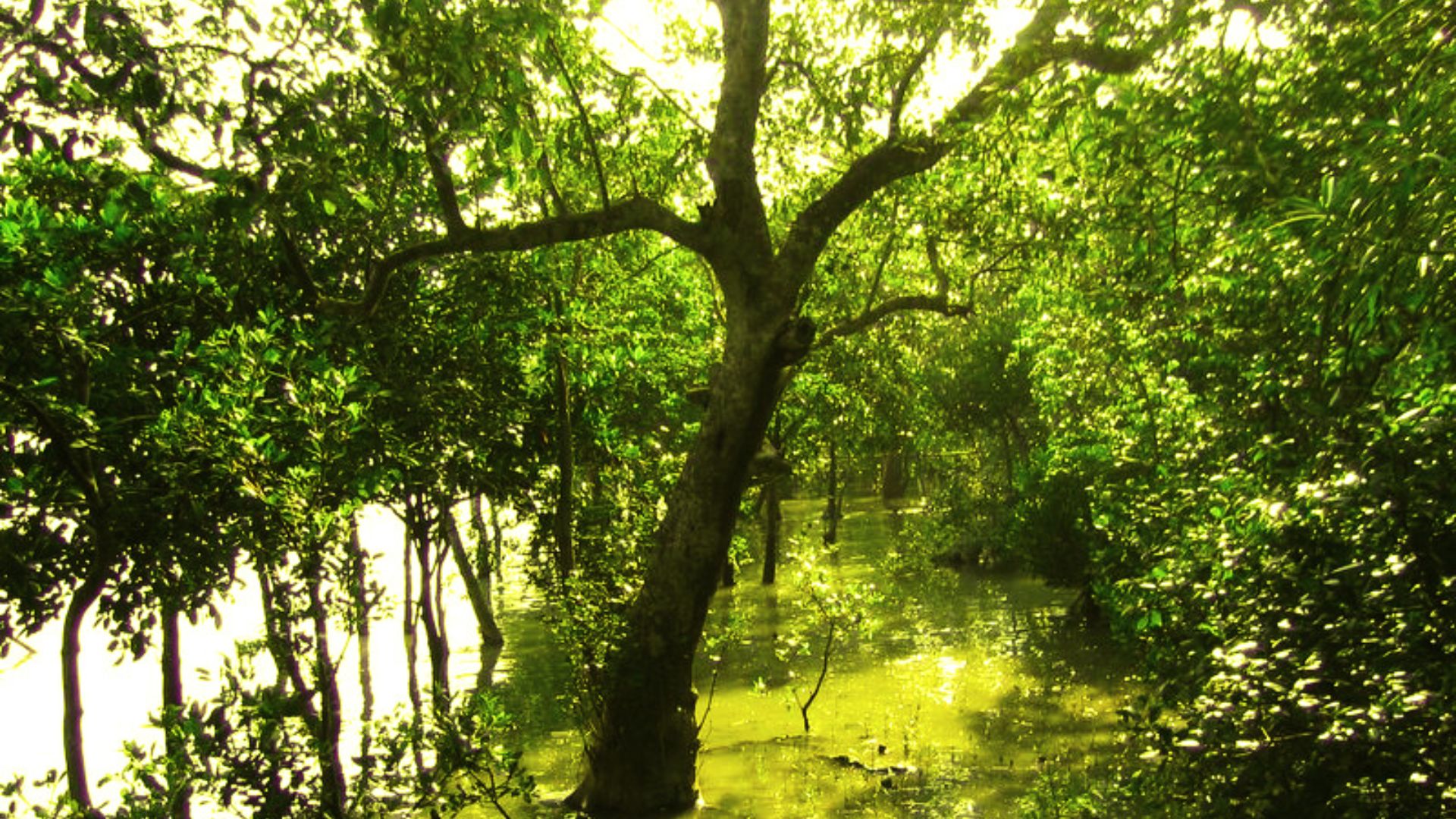 File:Sundarbans 02.jpg