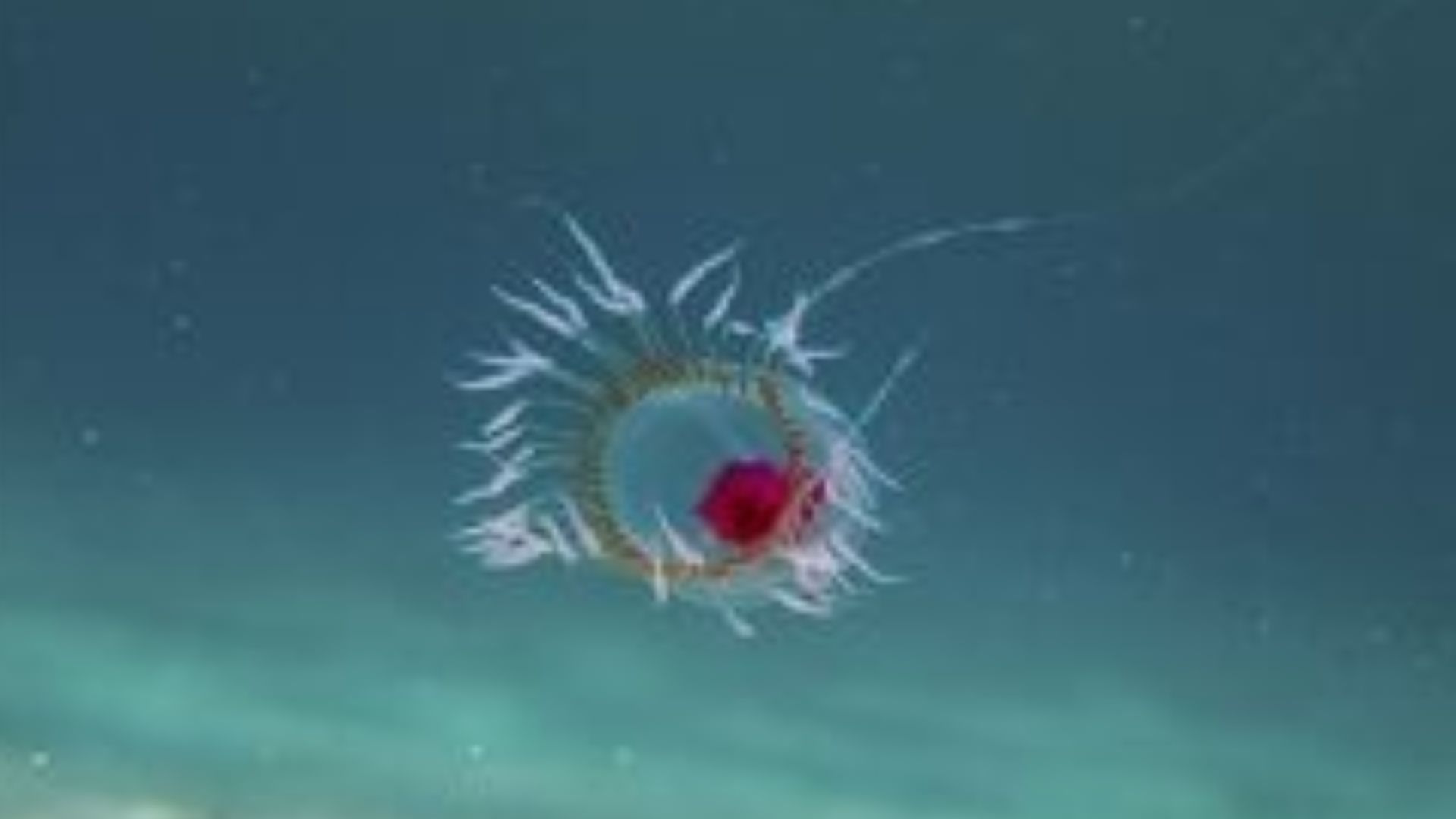 File:Turritopsis dohrnii.jpg