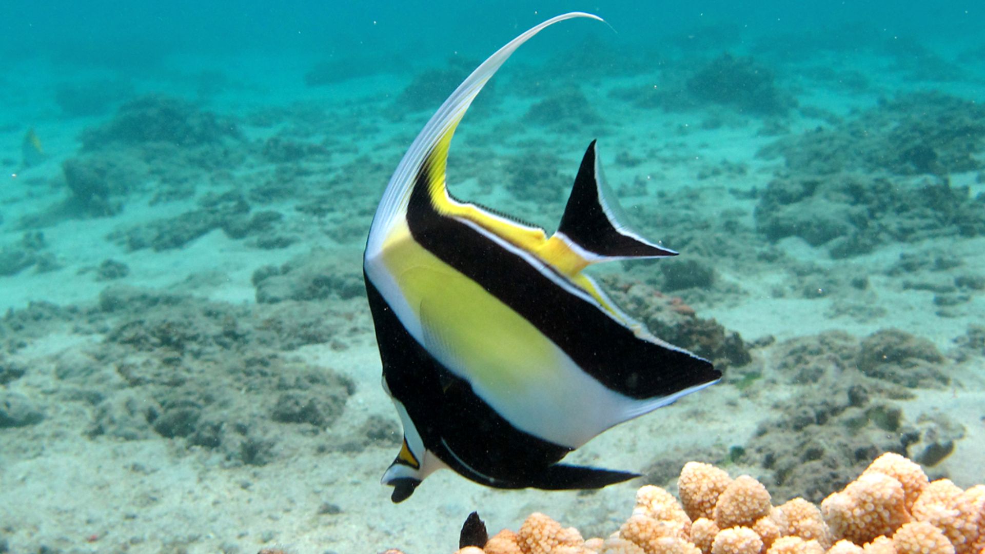 File:Idole des Maures (Zanclus cornutus).jpg