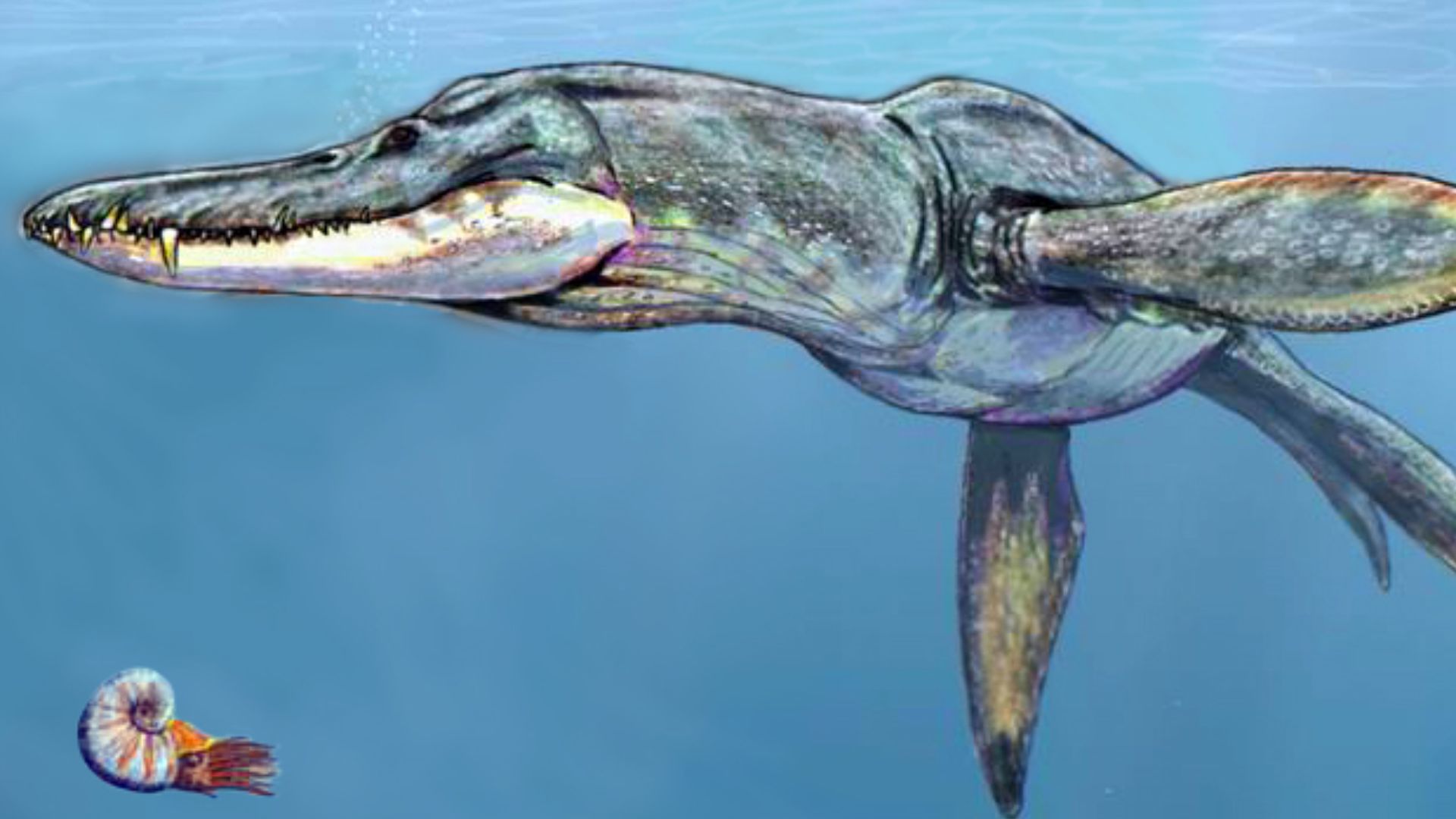File:Pliosaurus rossicus.jpg