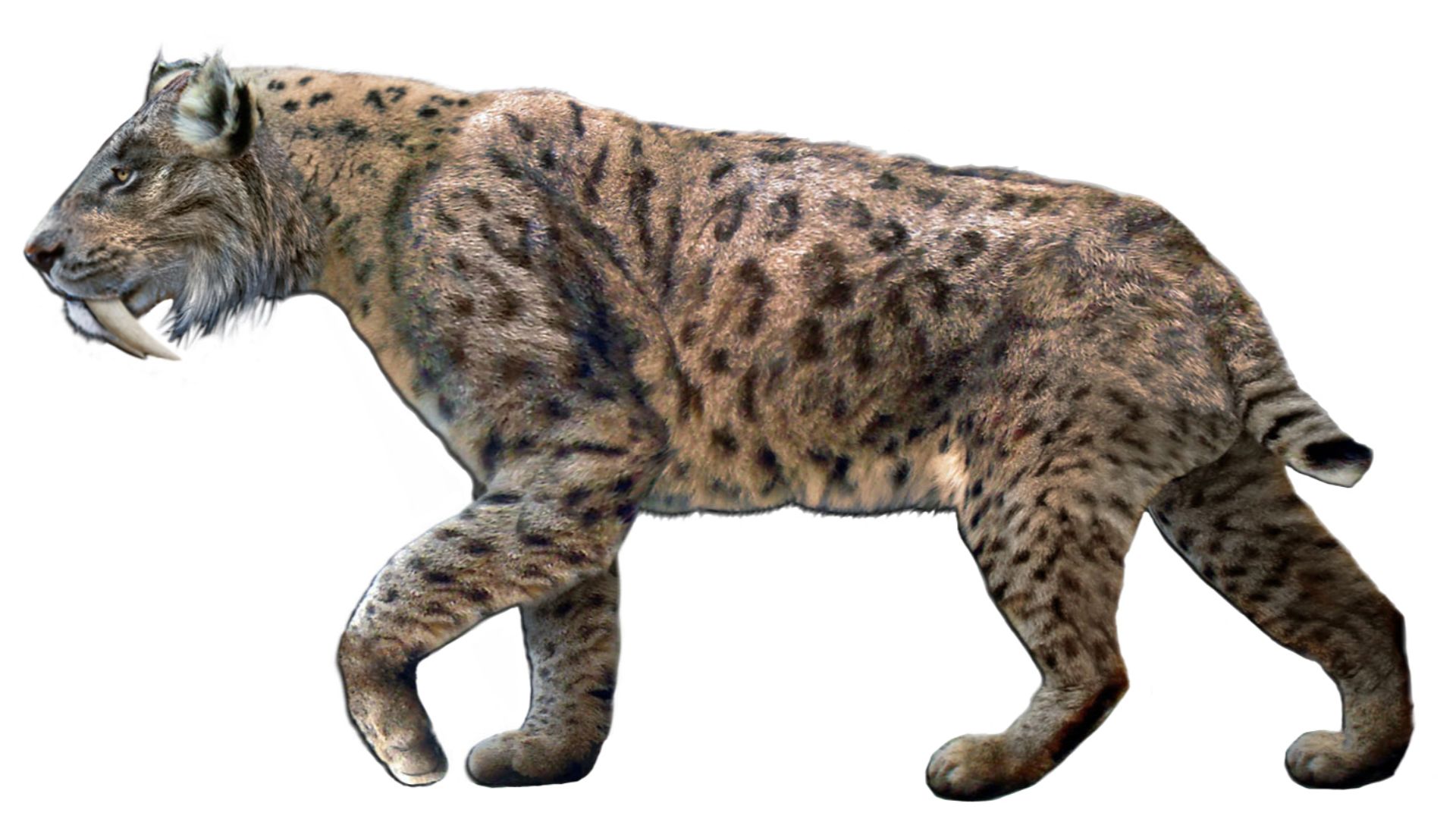 File:Smilodon fatalis.jpg