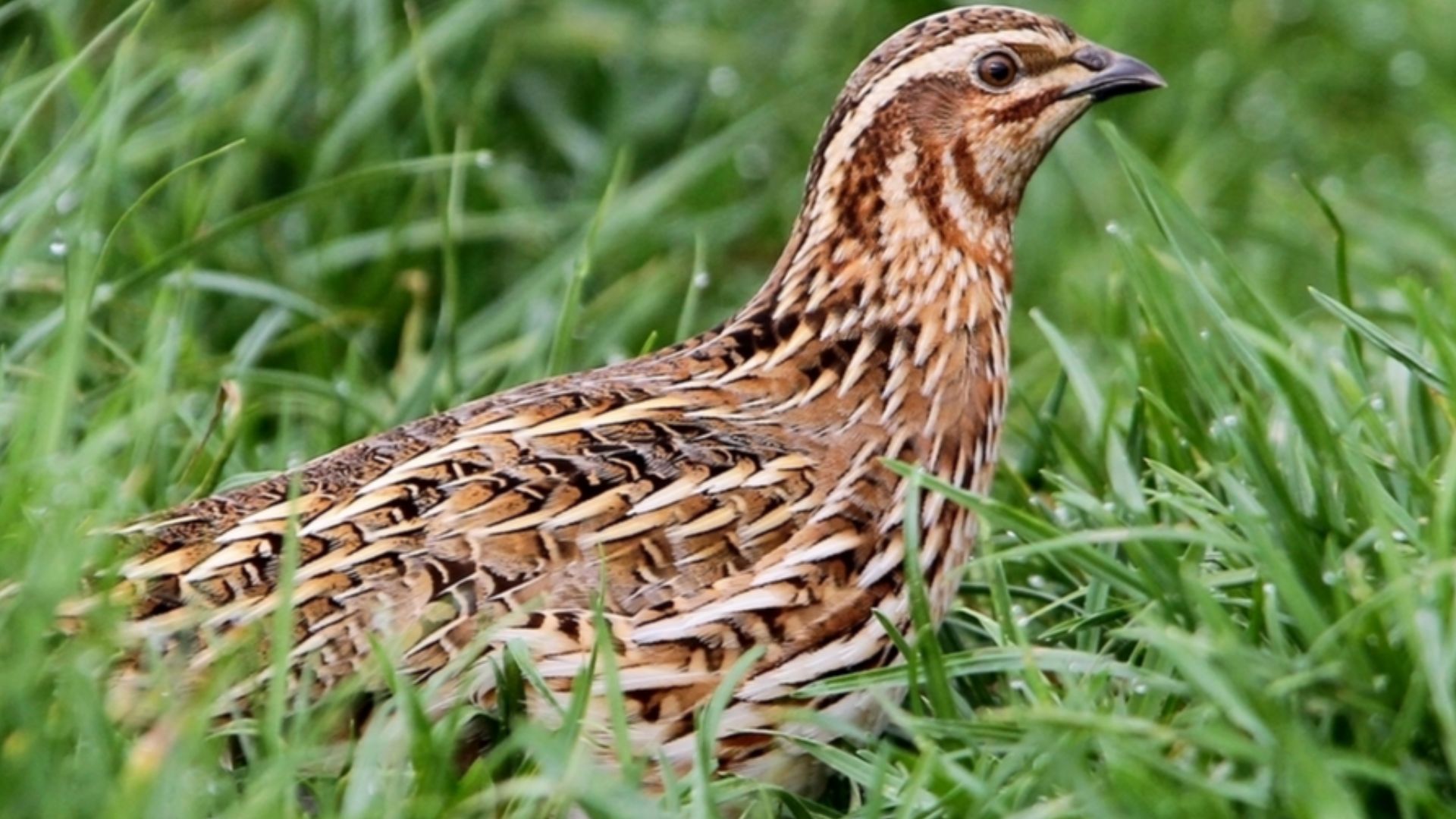File:Coturnix coturnix, Fraunberg, Bayern, Deutschland 2, Ausschnitt.jpg