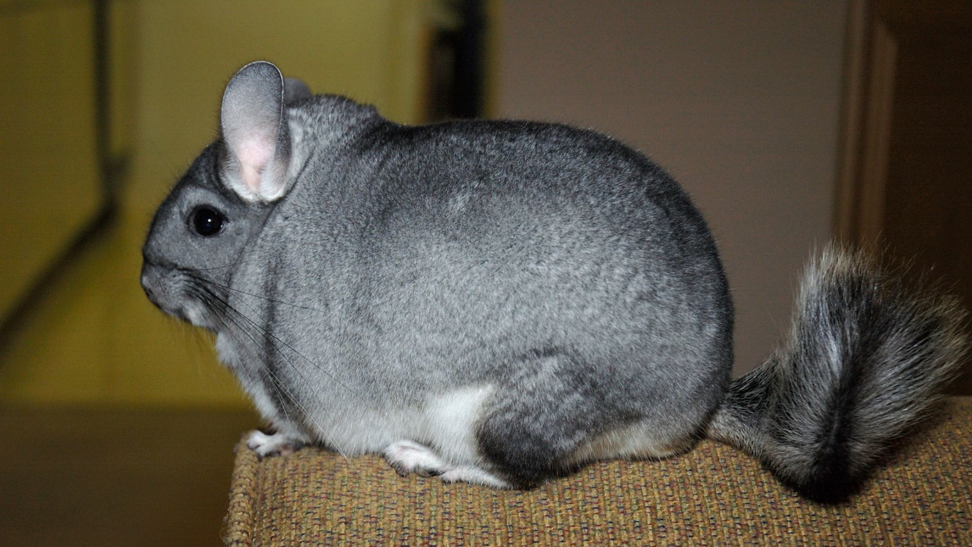 File:Chinchilla lanigera1.jpg