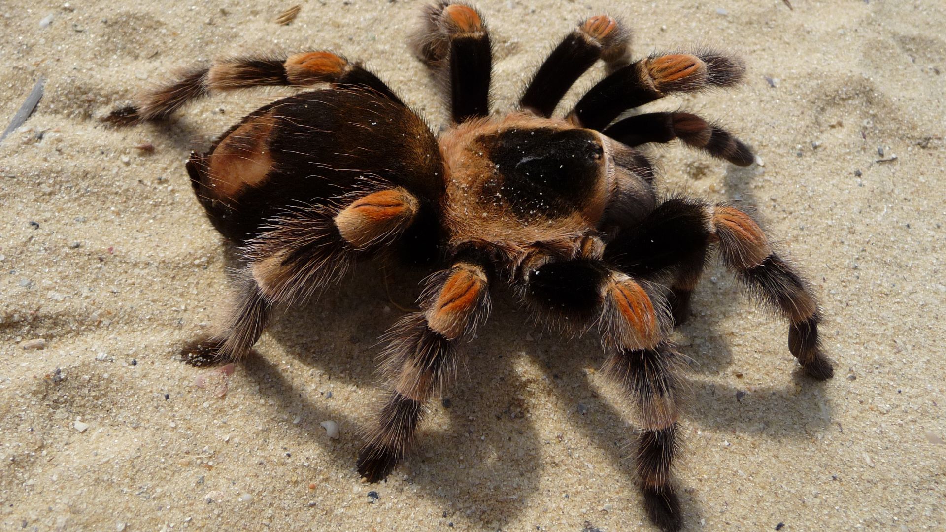 File:Brachypelma smithi 2009 G03.jpg