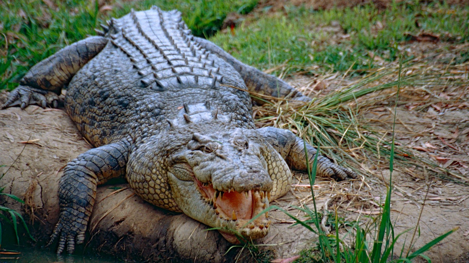 File:Saltwater Crocodile (Crocodylus porosus) (10106344616).jpg