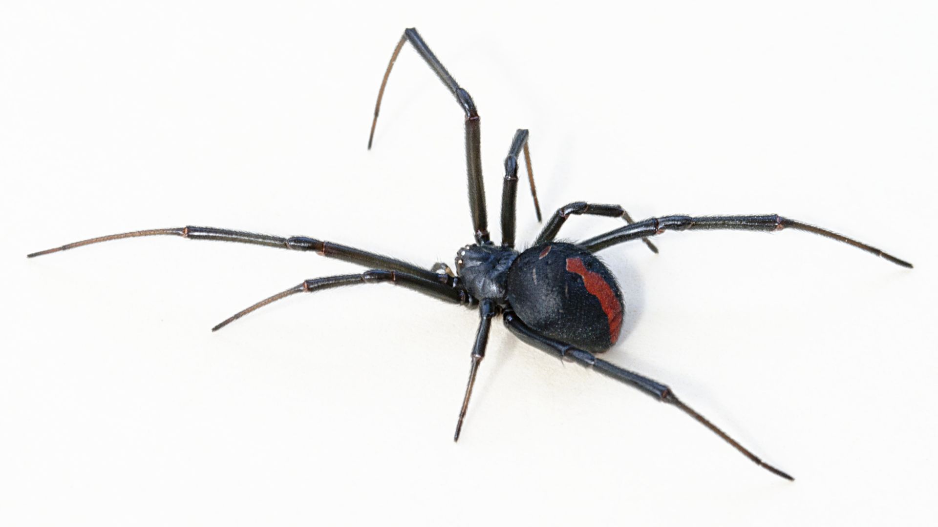 File:Latrodectus hasseltii.jpg