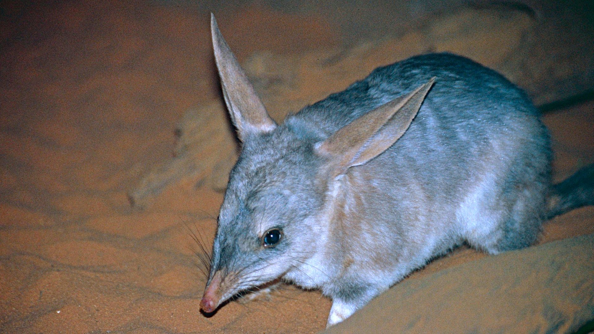 File:Greater Bilby (Macrotis lagotis) (9996143106).jpg