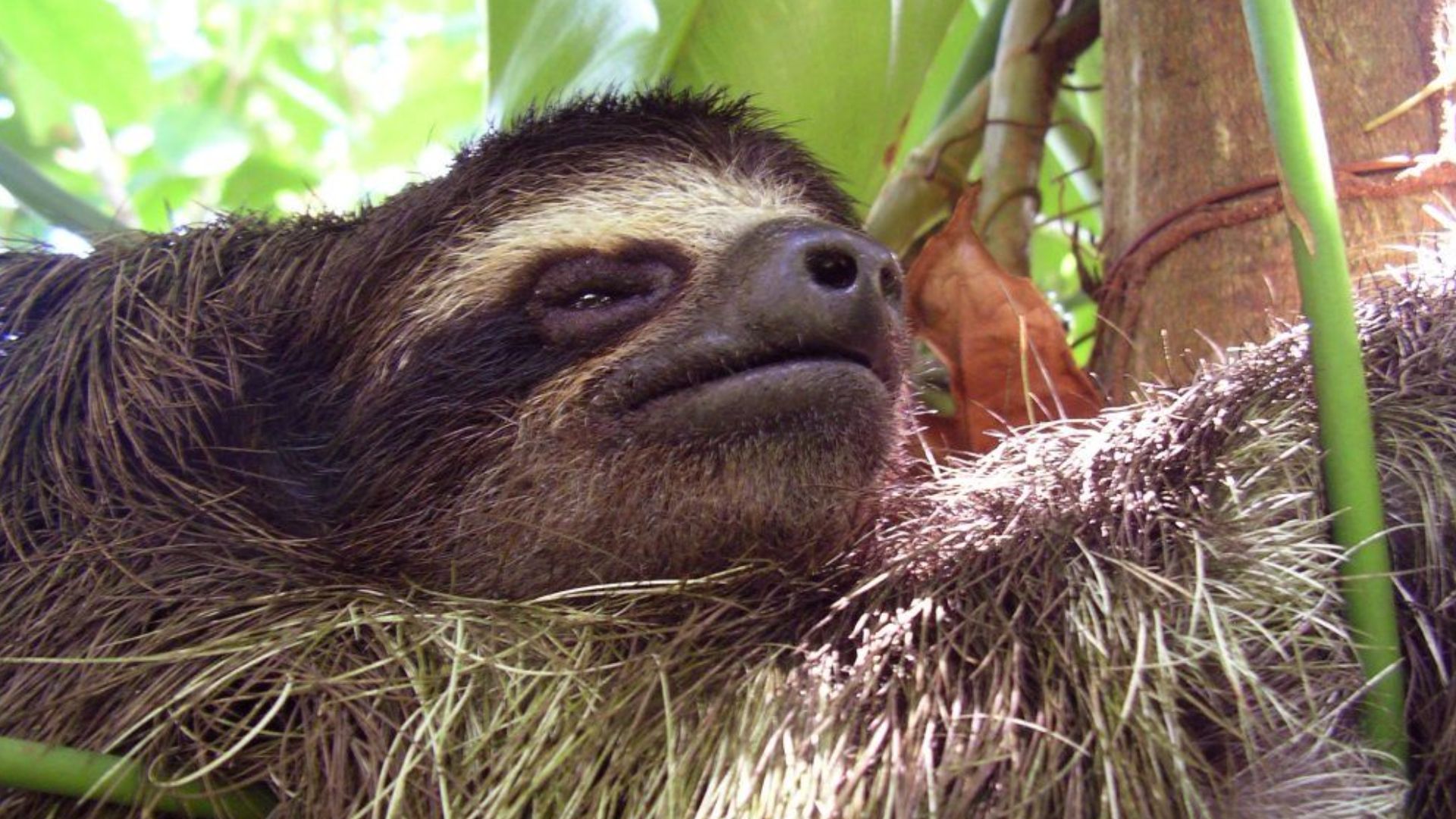 File:Perezoso La Mochila.jpg