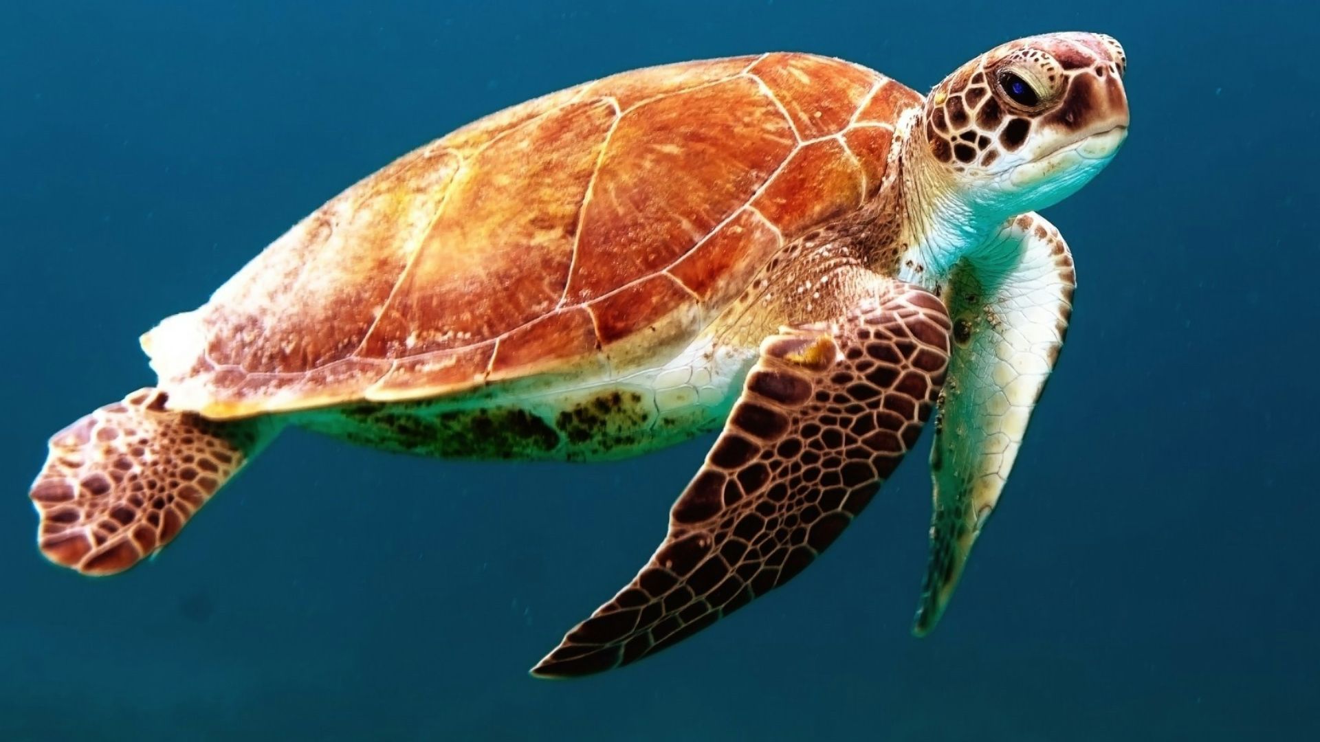 brown turtle swimming underwater