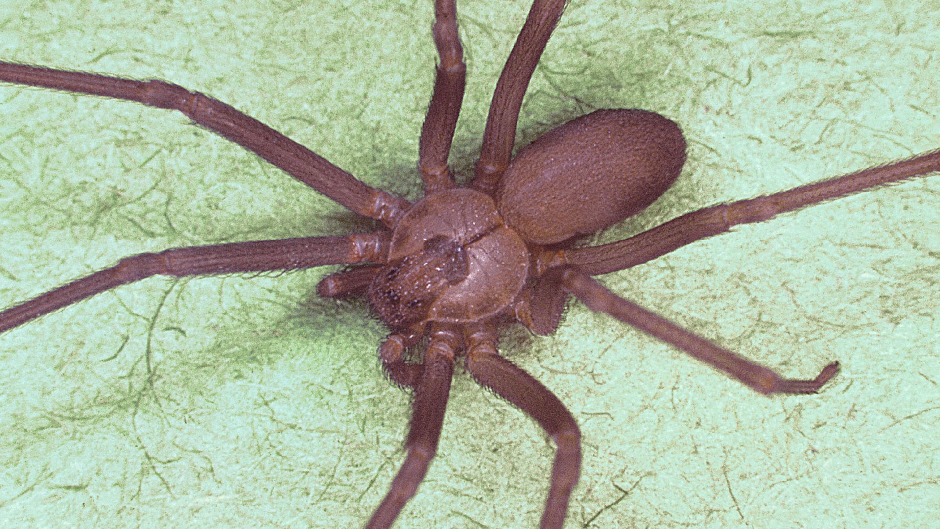 File:Brown recluse spider, Loxosceles reclusa.jpg