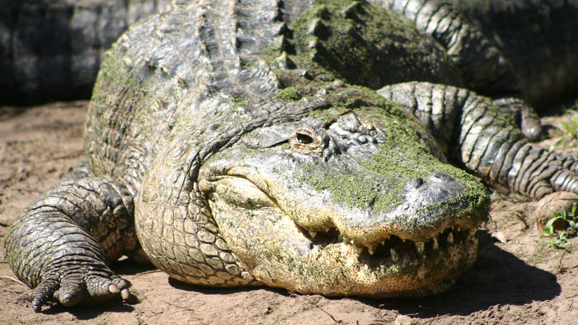 File:American Alligator.JPG
