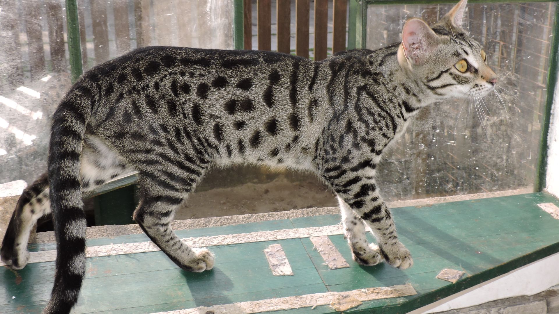 File:Szavanna macska F5.jpg