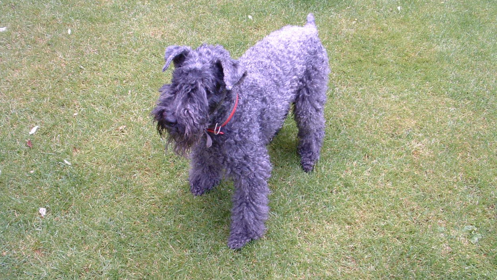 File:Kerry blue terrier 052004.JPG