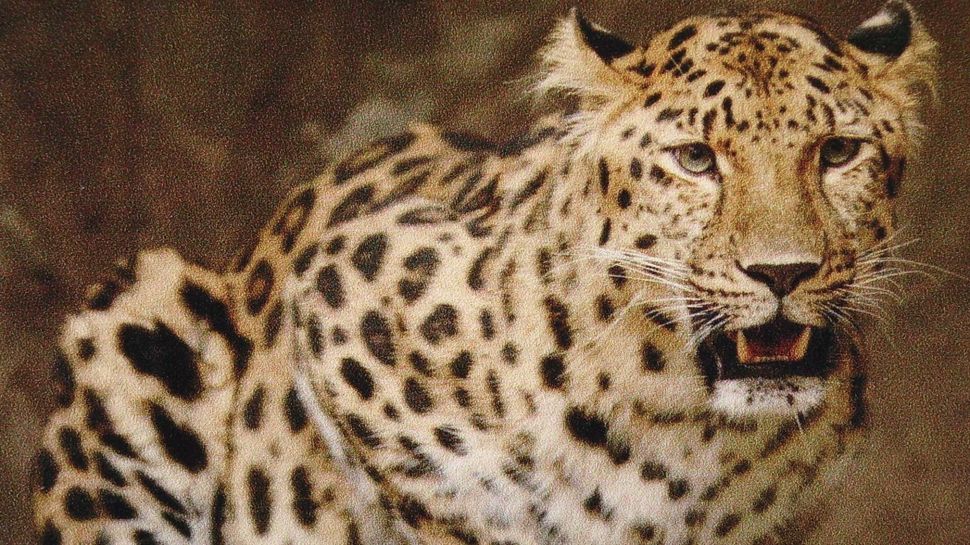 File:ZOO Olomouc09 Panthera pardus orientalis.JPG