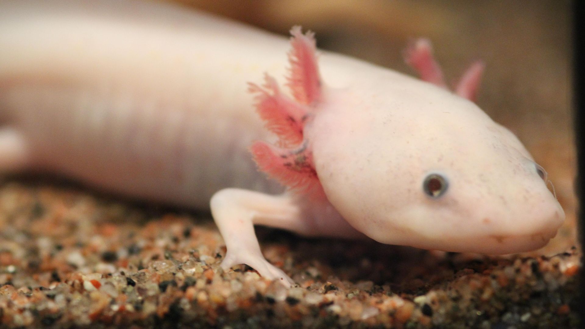 File:Ambystoma mexicanum (6337857516).jpg