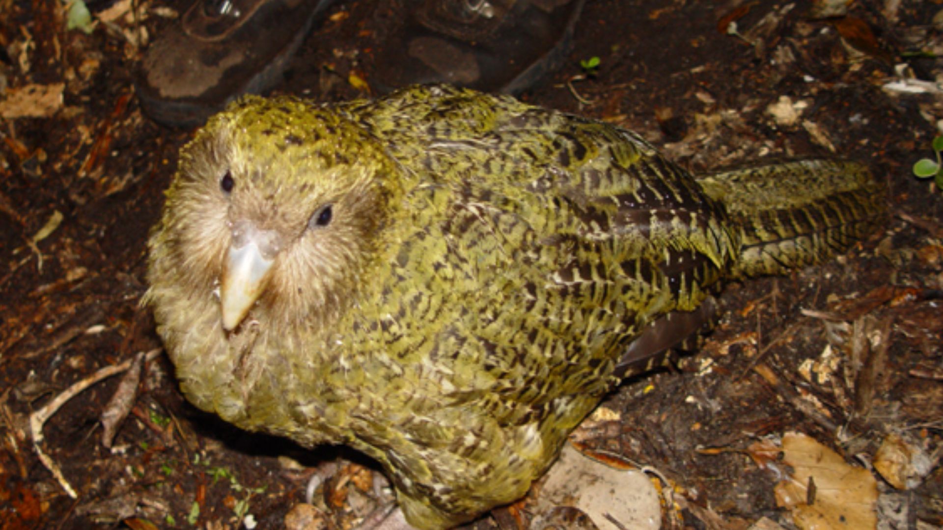 File:Strigops habroptilus 1.jpg