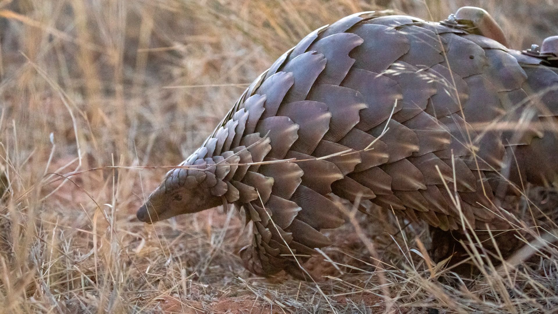 File:Pangolin monitoring at working with wildlife.jpg