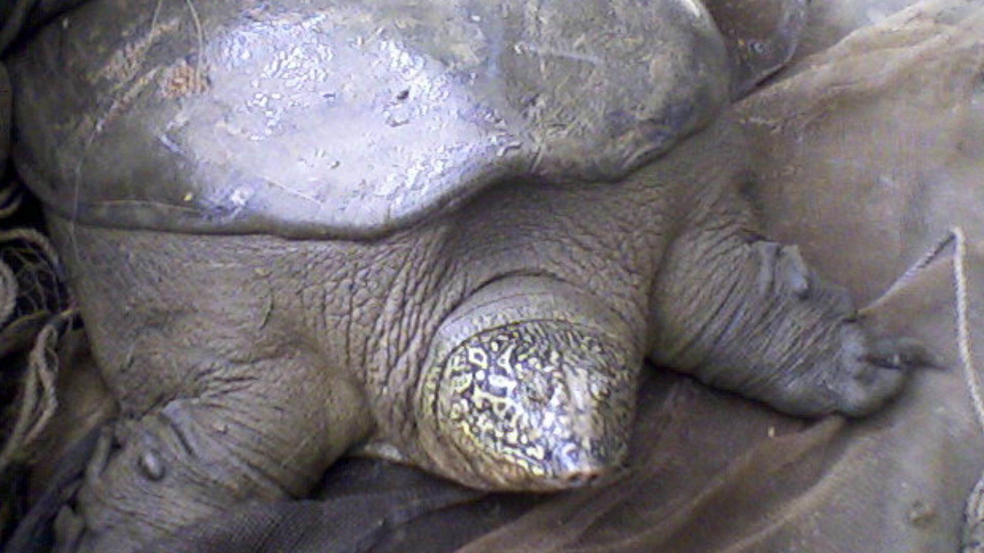 File:Rùa Đồng Mô.jpg