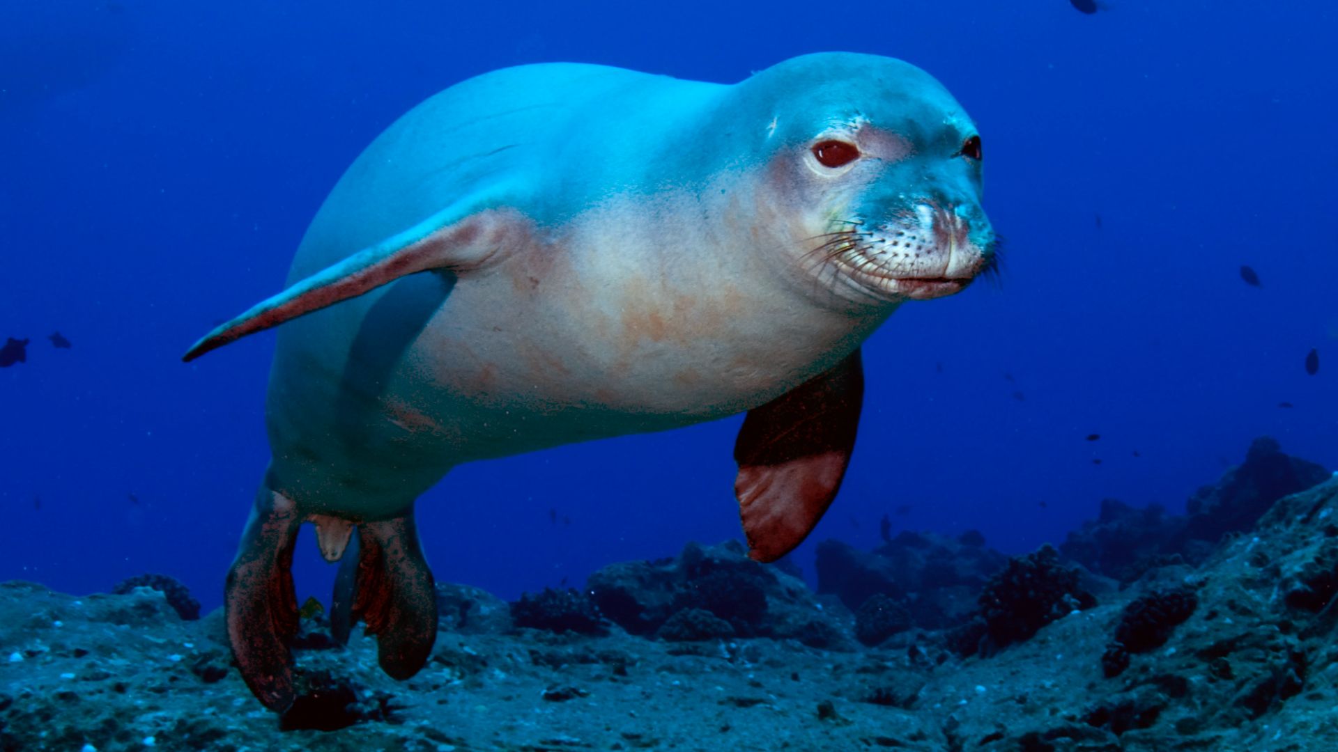 File:Monachus schauinslandi.jpg