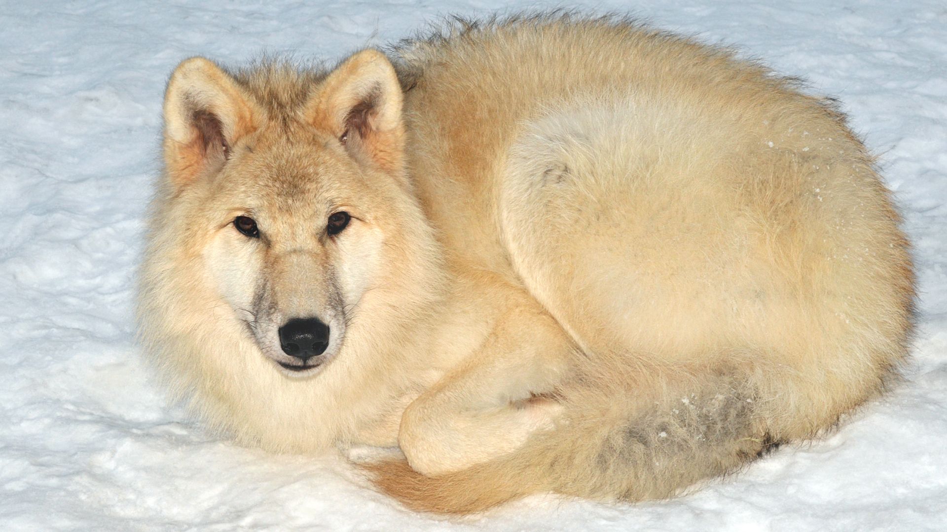 File:Canis lupus arctos (Pocock, 1935).jpg