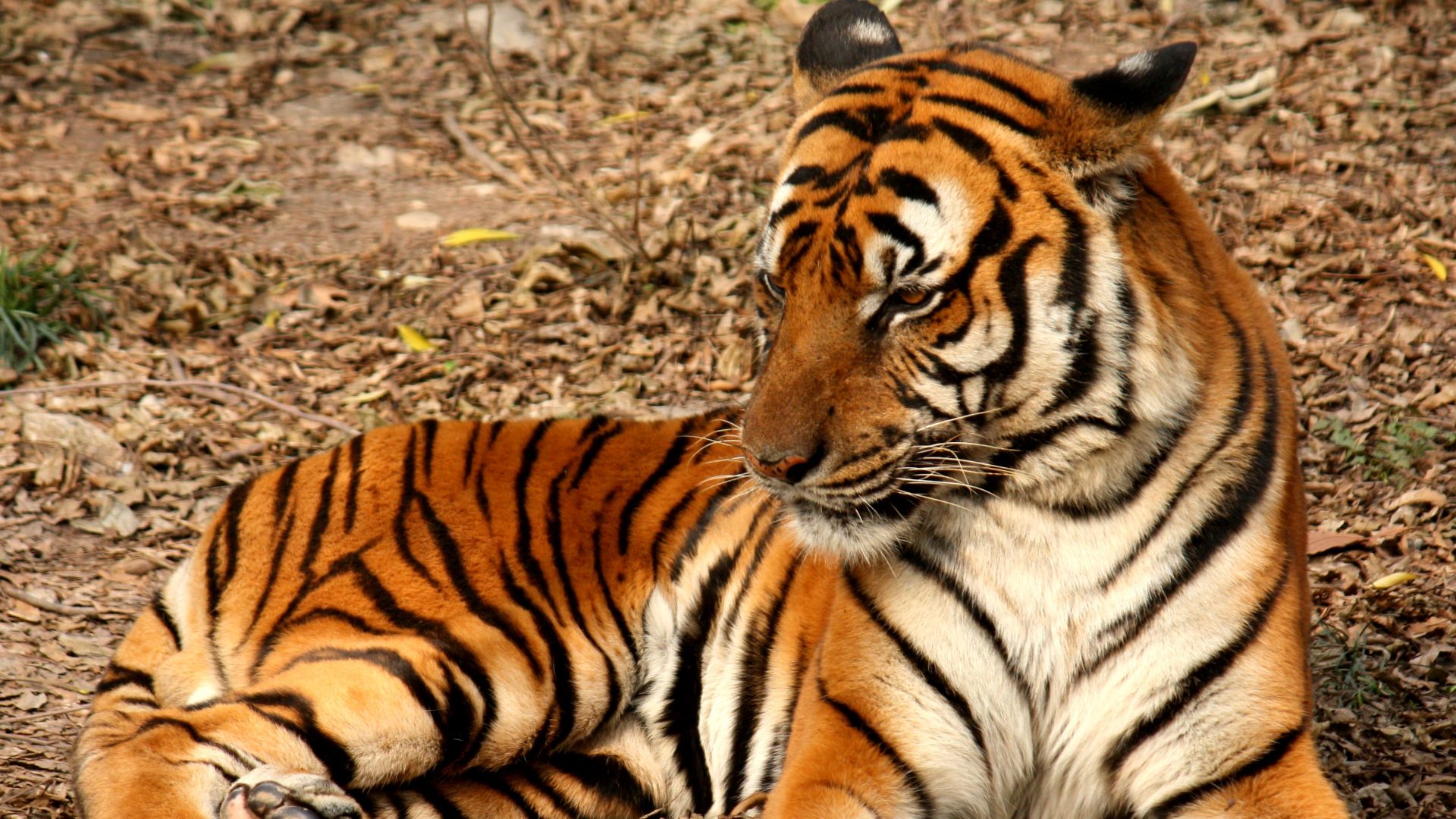 File:2012 Suedchinesischer Tiger.JPG