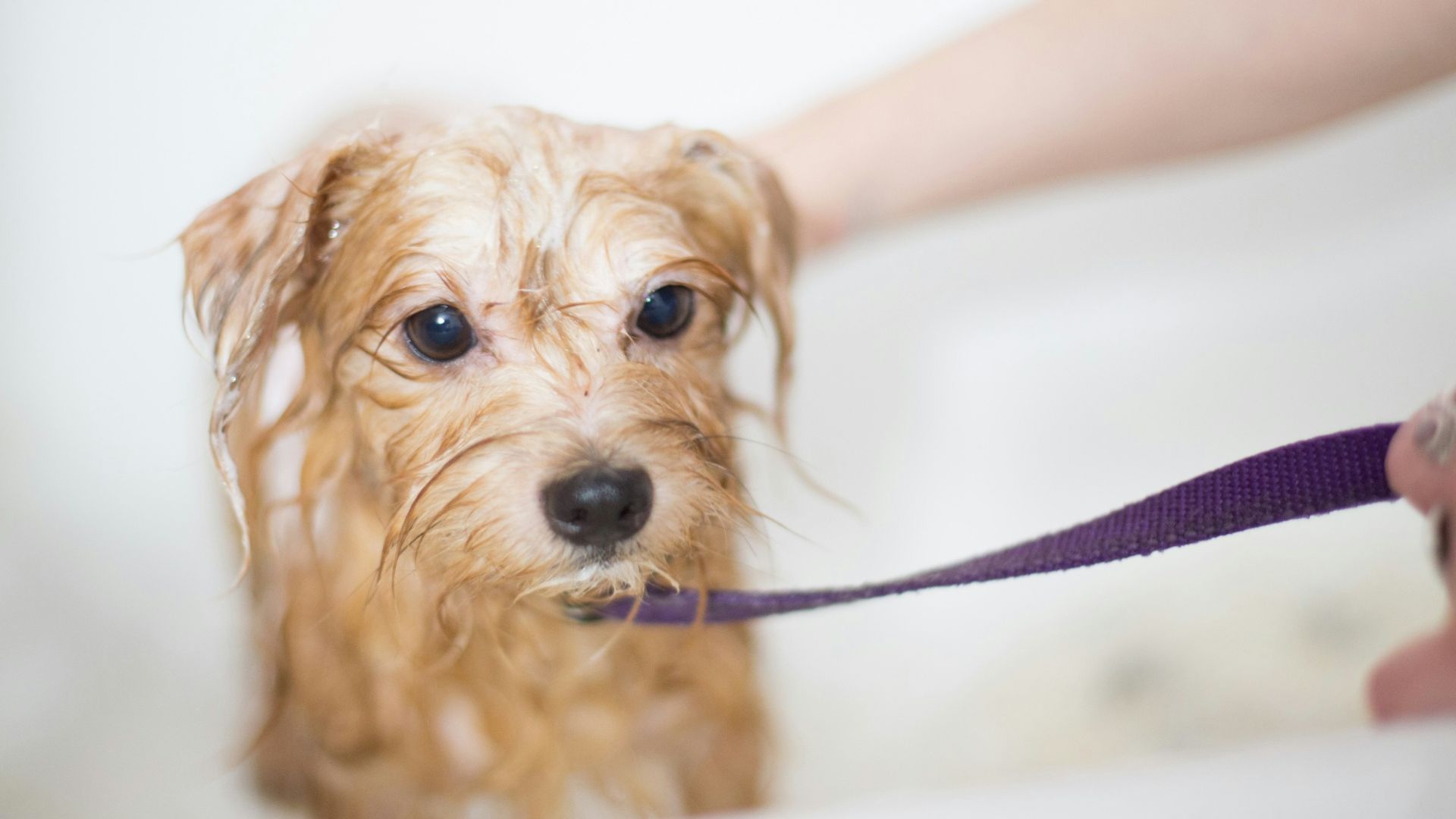 brown long coated small dog