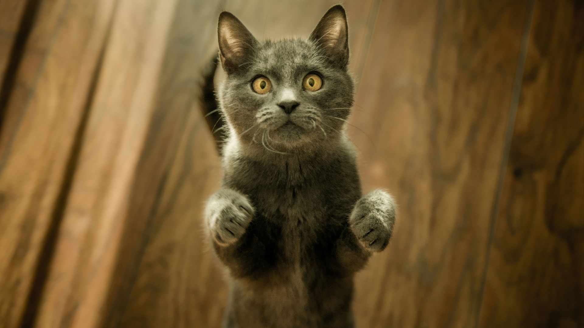 gray cat standing in two feet