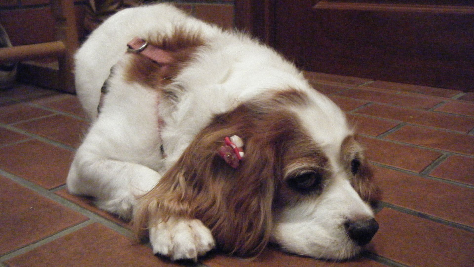 File:Cavalier King Charles Spaniel DSCF7002.jpg