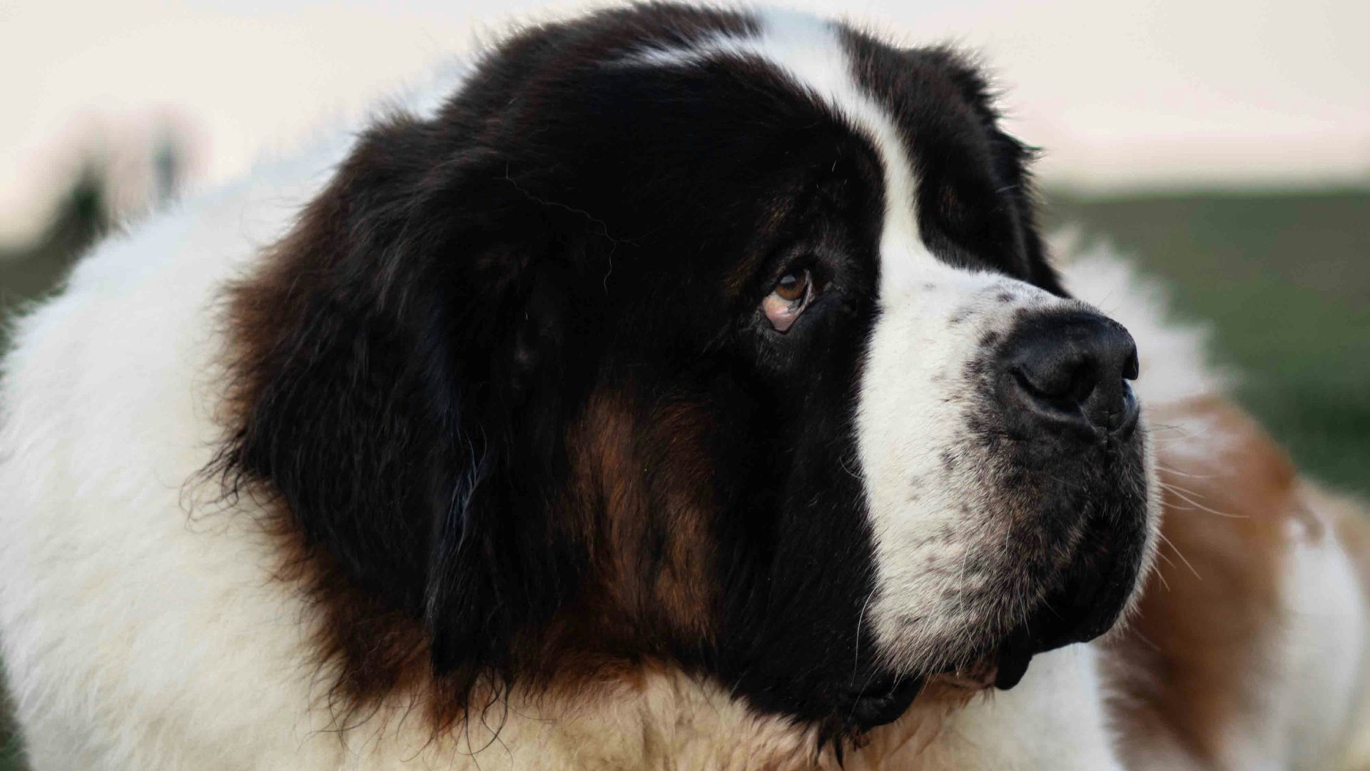 a dog lying on grass