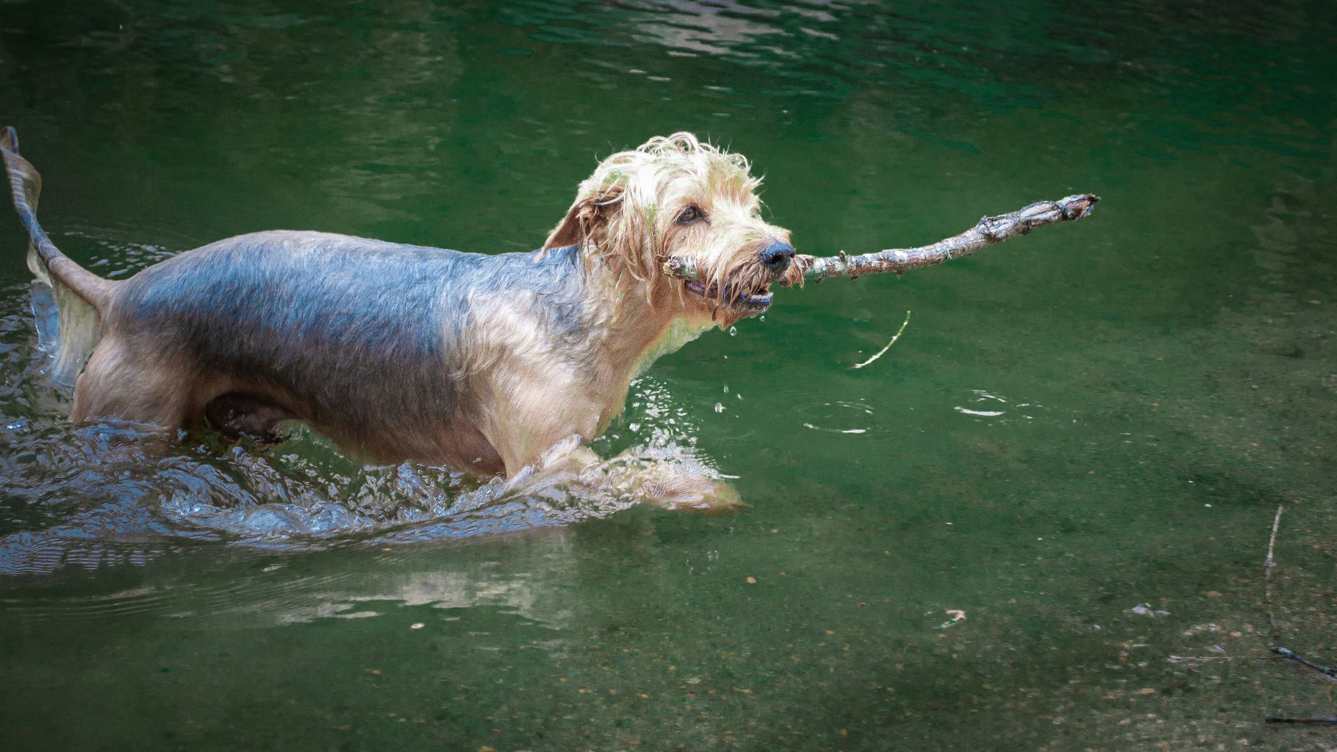 a dog holding a stick in its mouth in the water