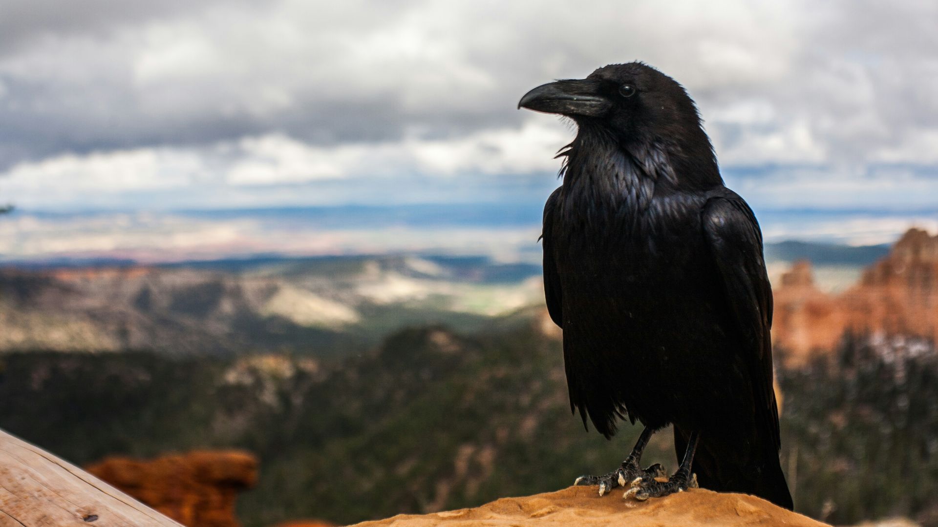 black crow on brown rock under cloudy sky at daytime